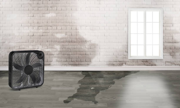 Best Mold removal after water damage  in Mission, KS